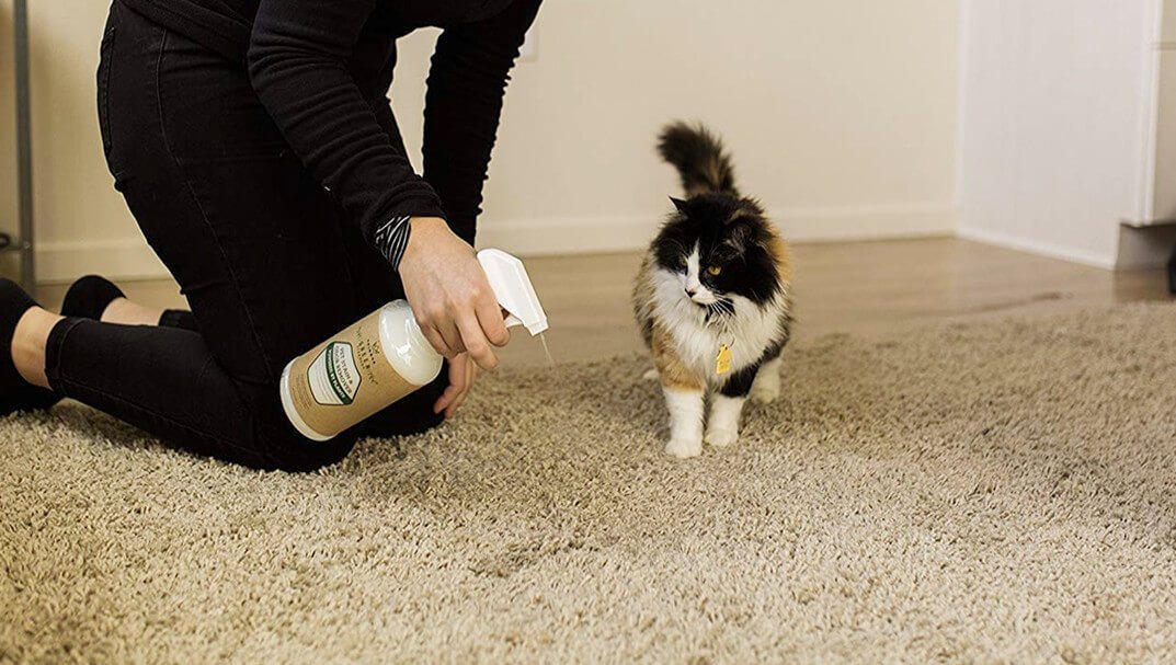 Best Carpet Cleaner for Cat Urine